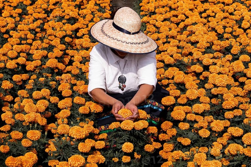 A woman tends to vibrant cempasuchil flowers in Xochimilco, Mexico, traditionally used in Day of the Dead altars, showcasing the rich cultural heritage and beauty