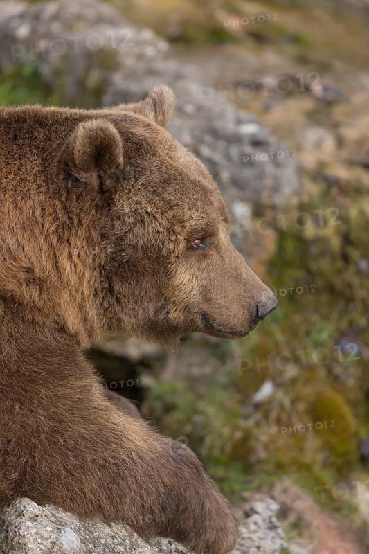 Eurasian brown bear (Ursus arctos arctos) resting on a log. Grass in the background