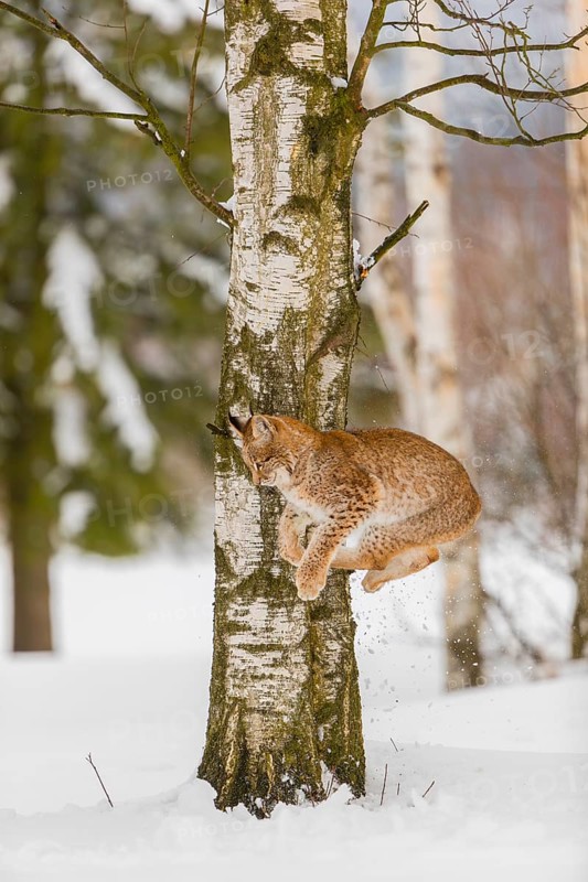 One young male Eurasian lynx, (Lynx lynx), climbing and jumping down a tree in a snow covered forest