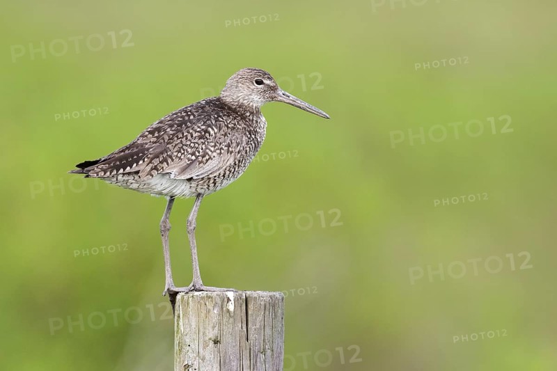 Willet (Tringa semipalmata), Texas, USA