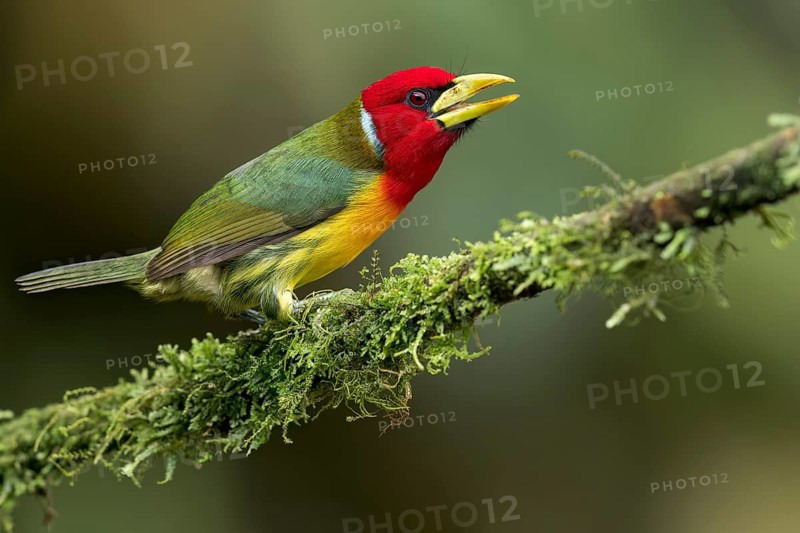 Red-headed Barbet (Eubucco bourcierii) perched on a branch in Colombia, South America