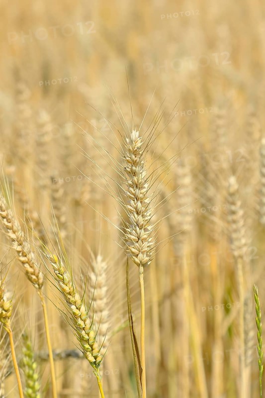 Detailed view of ripe triticale ears on a triticale field, cross between rye and wheat, forage, Neusiedler See-Seewinkel National Park, Burgenland, Austria