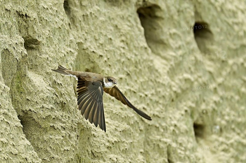 Sand martin (Riparia riparia), taking off from its breeding tube, Reussegg nature reserve, Canton Aargau, Switzerland