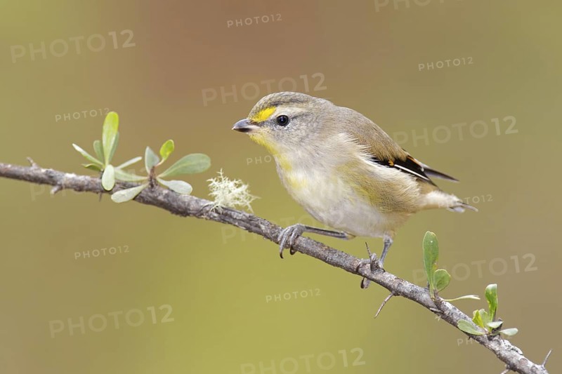 Striated Pardalote (Pardalotus striatus) juvenile male, Tasmania, Australia