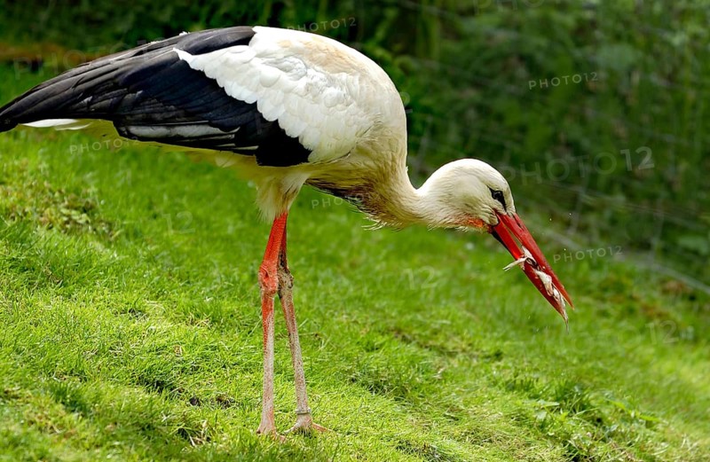 White stork (Ciconia ciconia) catching prey, eating a frog, Vogelpark Schotten, Vogelsberg, Hesse, Germany