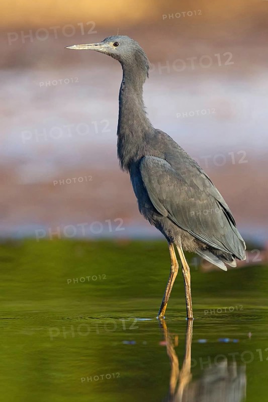 Bellied Heron, (Egretta ardesiaca), standing on a branch looking for prey, Gambia, Africa, Marakissa River Camp Canoe tri, Marakissa, South Bank, Gambia