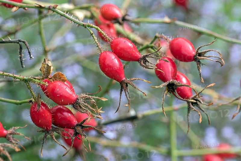 Wine Rose (Rosa rubiginosa), Cambridge Botanical Garden, Germany