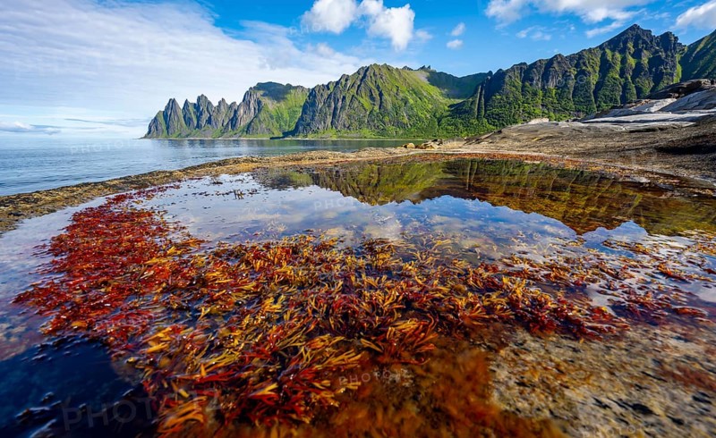Plants in a tidal pool with reflection, rocky coast of Tungeneset, Devil's Teeth, Okshornan, Ersfjorden, Senja Island, Troms, Norway