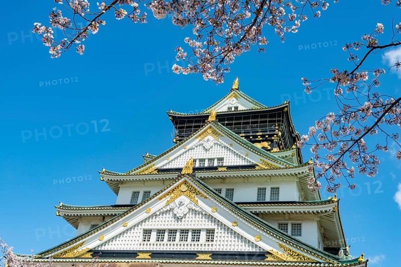 Osaka castle with blooming cherry trees in the park, Osaka Castle Park, Chuo-ku, Osaka, Japan
