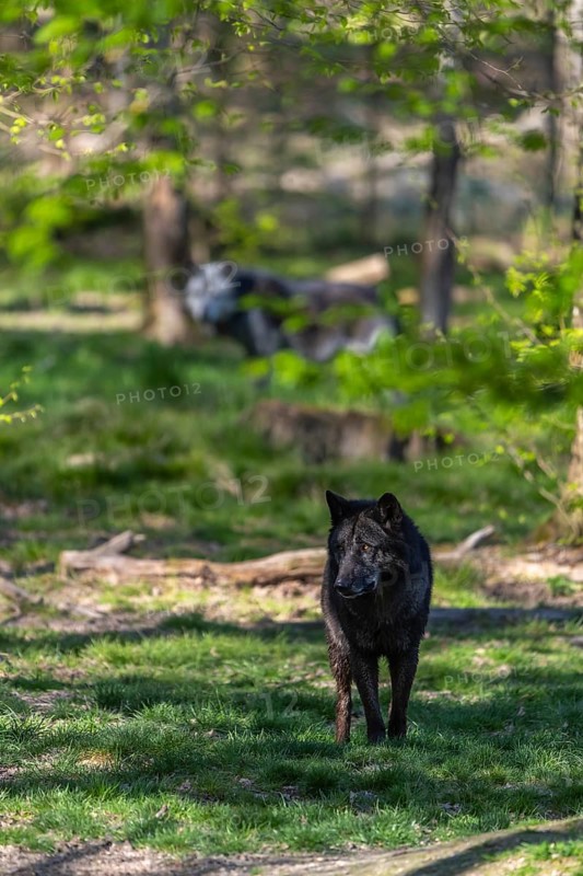 Two Timberwolves, Canis lupus lycaon, walking through a forest Trees and green grass in the background