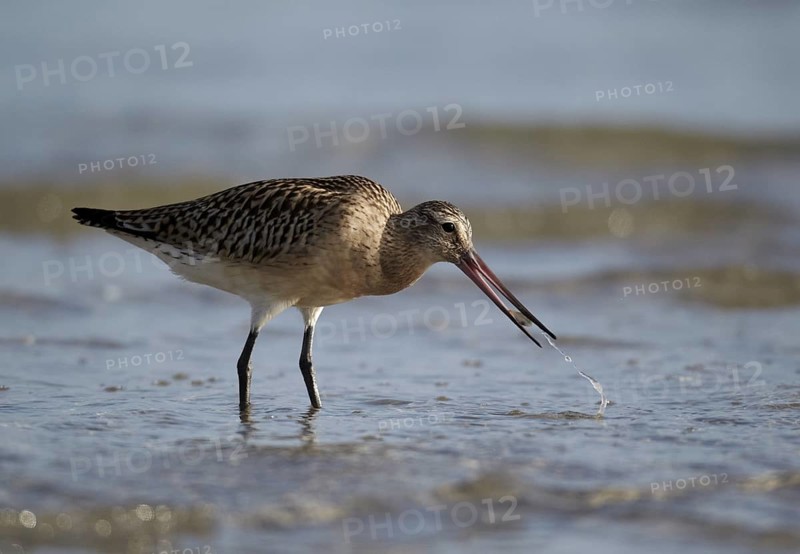 Bar-tailed Godwit (Limosa lapponica) foraging, Mecklenburg-Western Pomerania, Germany