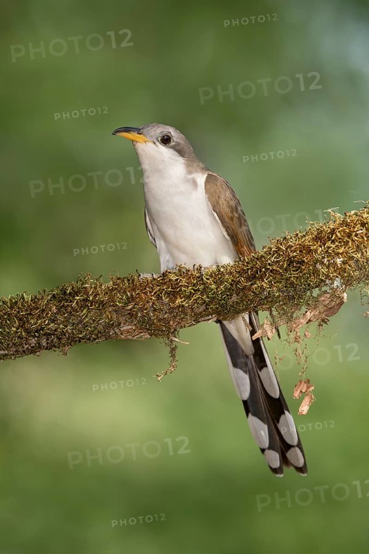 Yellow-billed Cuckoo (Coccyzus americanus) perched on a mossy branch, Texas, USA