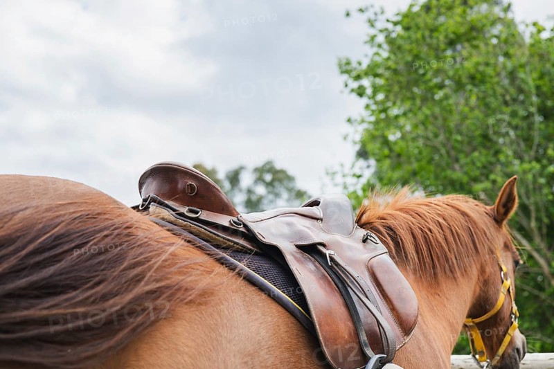 A close-up shot of a horse with a brown saddle, set against a backdrop of lush greenery and cloudy skies, capturing the peaceful essence of a farm day