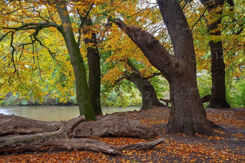 Wald an der Hunte bei Barneführer Holz in autumn, Barneführer Holz, Hatten, Lower Saxony, Germany