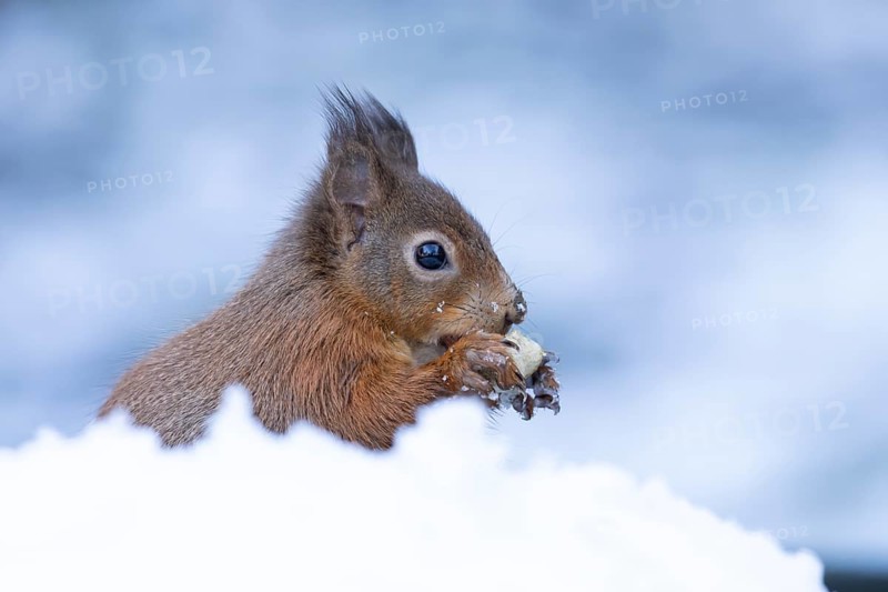 Red squirrel (Sciurus vulgaris) adult animal eating a nut in snow in winter, England, United Kingdom