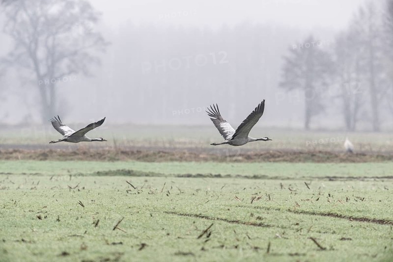 Cranes (Grus grus), flying, Fischerhuder Wümmeniederung, Lower Saxony, Germany