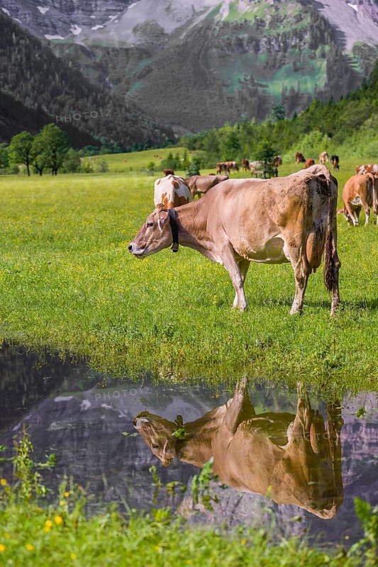 Tyrolean Brown Swiss cattle stand on a green meadow by a puddle and drink. The cows and the mountains are reflected in the puddle. Eng Valley, Austria