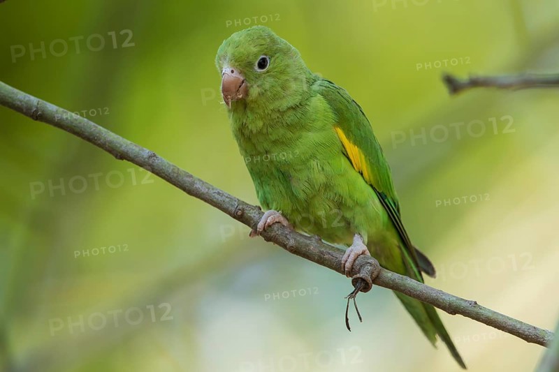 Yellow-chevroned Parakeet (Brotogeris chiriri) perched on a branch, Bolivia