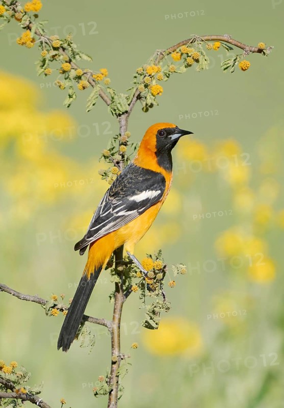 Hooded Oriole (Icterus cucullatus) male, Texas, USA