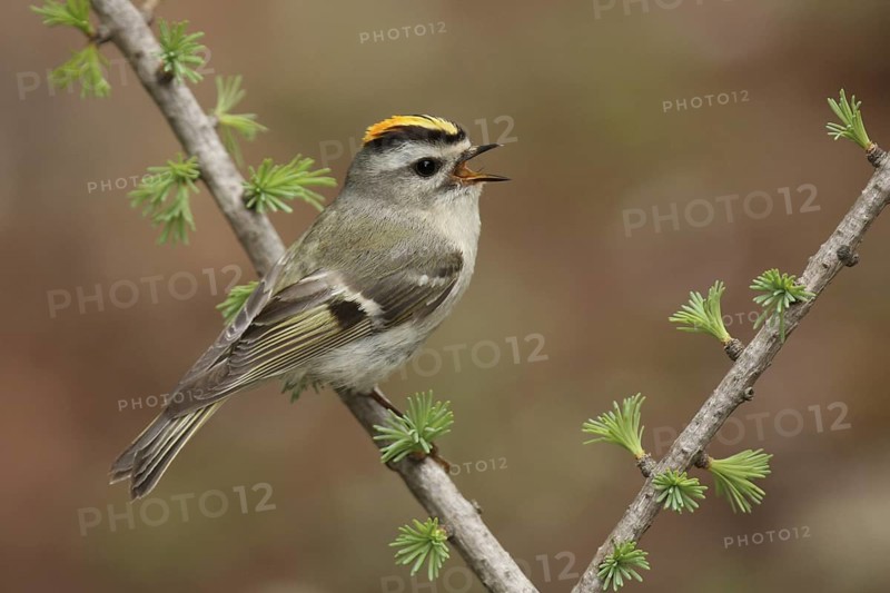 Golden-crowned Kinglet (Regulus satrapa) singing, Michigan, USA