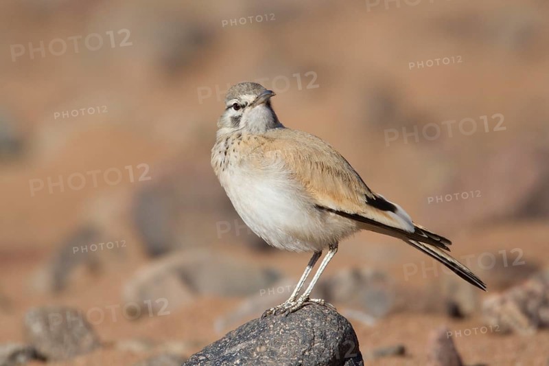 Greater Hoopoe-Lark (Alaemon alaudipes) female, Morocco