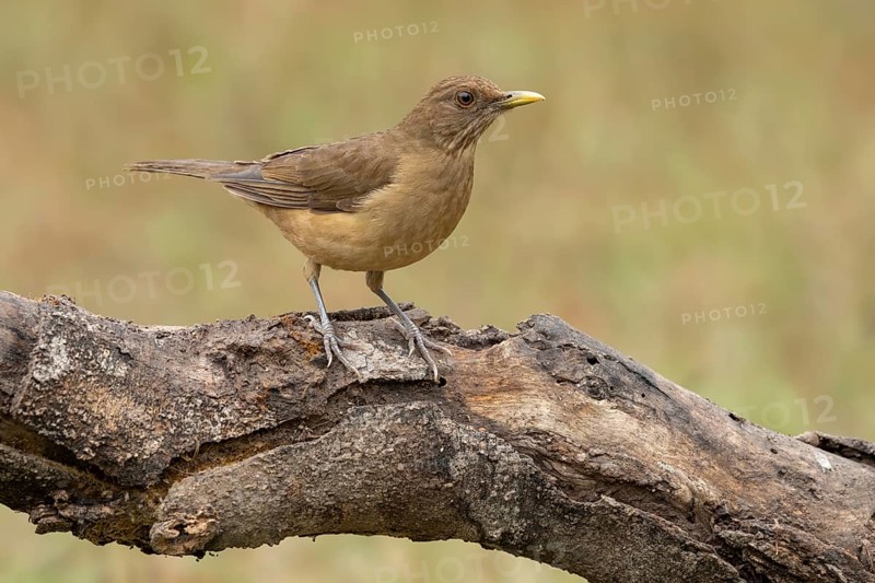 Clay-colored Thrush (Turdus grayi) perched on a log, Texas, USA