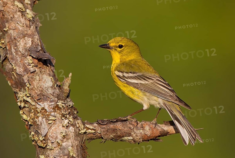 Pine Warbler (Setophaga pinus) male, Florida, USA