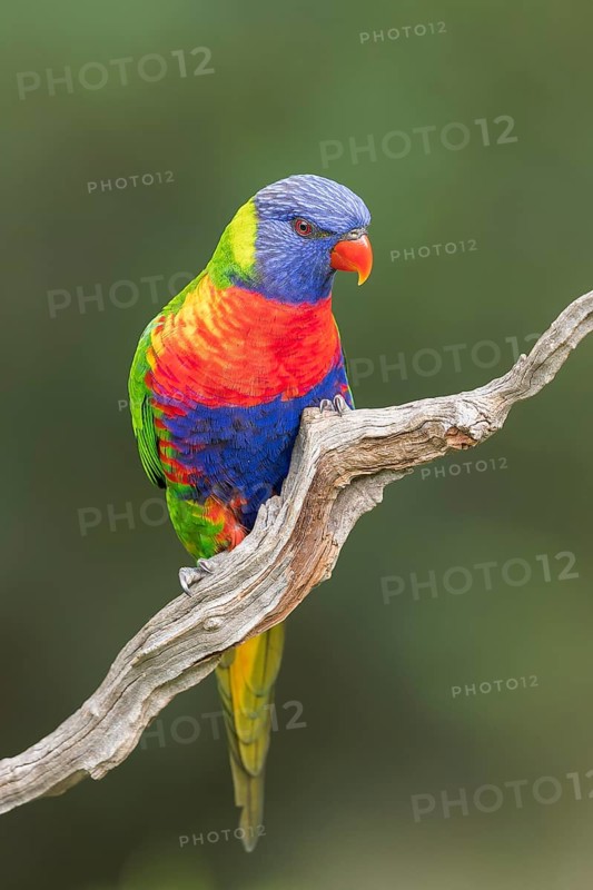 Rainbow Lorikeet (Trichoglossus moluccanus) perched on a branch in eastern Australia