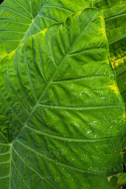 Paintbrush plant (Colocasia), plant, tropical plant, leaf, lotus, lotus effect, beading, protection, water protection, structure, green, texture, close up