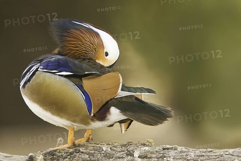 Mandarin Duck (Aix galericulata) male, Arizona, USA