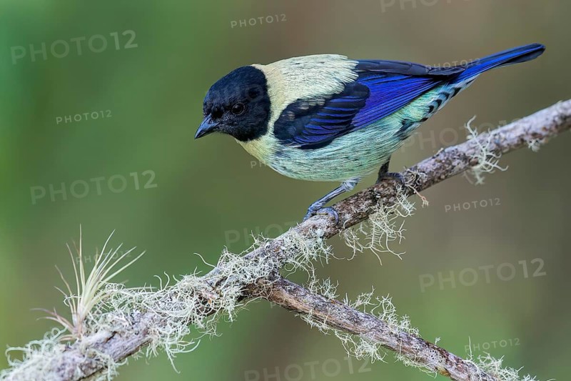 Black-headed Tanager (Tangara cyanoptera) perched on a branch in Colombia, South America
