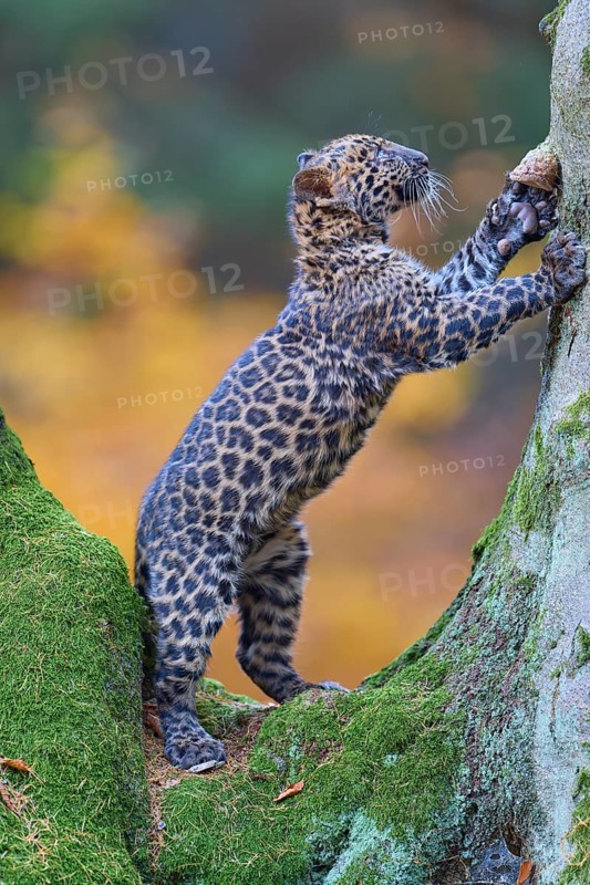 Indian leopard (Panthera pardus fusca), young animal climbing on tree