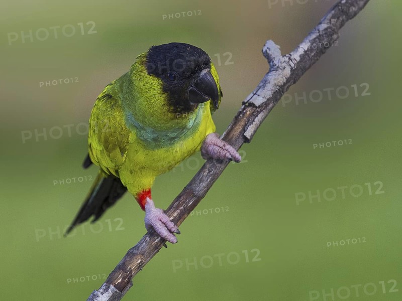 Nanday Parakeet (Aratinga nenday), Mato Grosso do Sul, Brazil