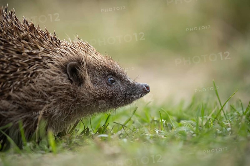 European hedgehog (Erinaceus europaeus) adult animal on a garden grass lawn in the summer, England, United Kingdom