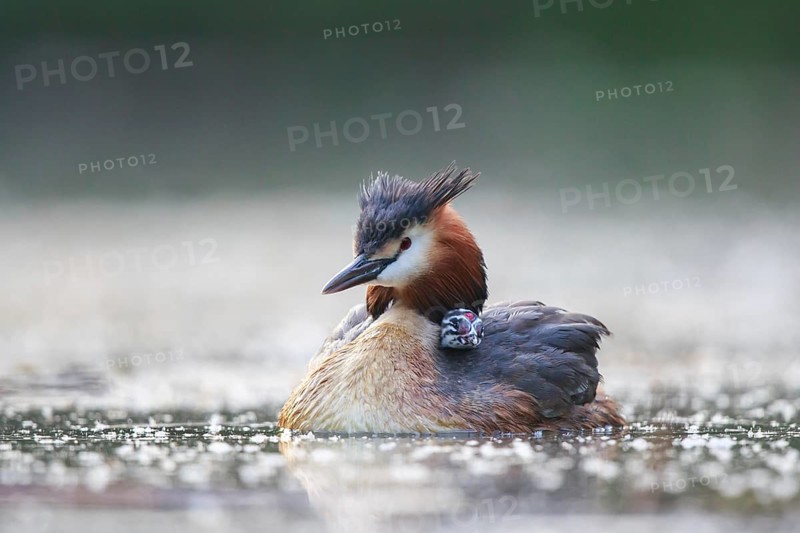 Great Crested Grebe (Podiceps cristatus) with chick, North Rhine-Westphalia, Germany