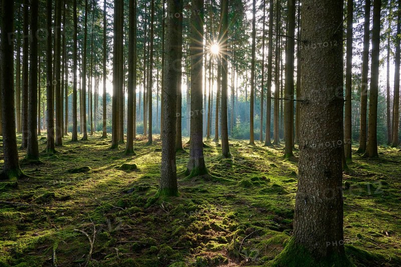 Dense forest with tall trees and sun rays penetrating through the canopy, on moss-covered ground, Mudau, Odenwald, Baden-Württemberg, Germany