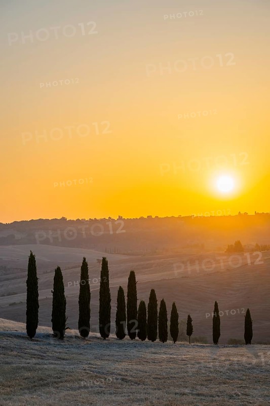 Typical Tuscan landscape in Val d'Orcia with hills, trees, fields, farmhouses and cypresses at sunrise in summer, Tuscany, Italy