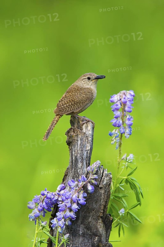 House Wren Troglodytes aedon east of Beaver, Utah, United States 4 July Adult with moth pupa to feed young. Troglodytidae