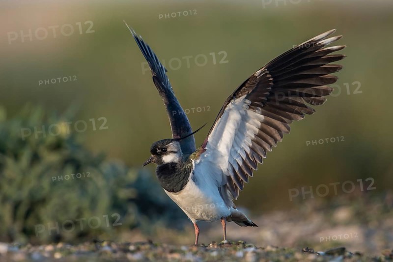 Northern Lapwing (Vanellus vanellus) flapping, Schleswig-Holstein, Germany