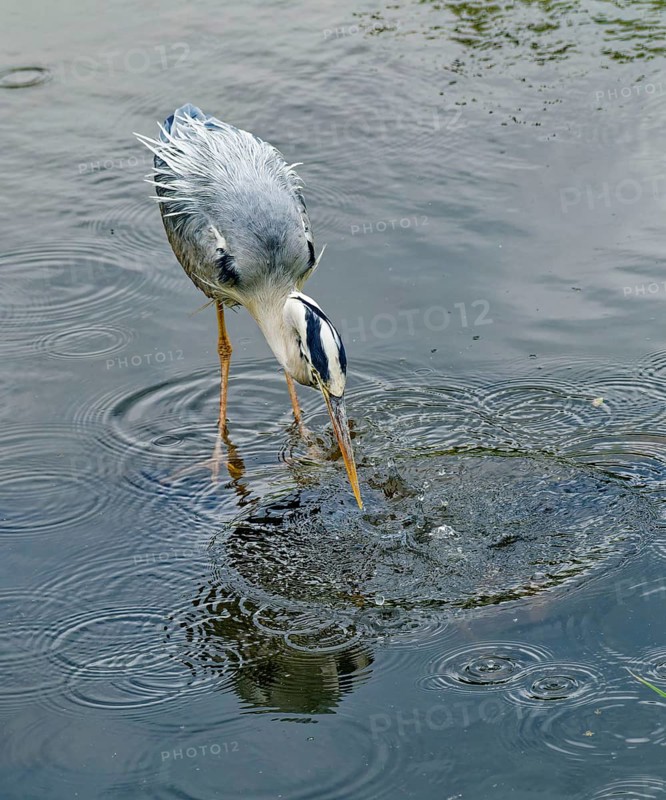 Grey heron (Ardea cinerea), also known as great grey heron, standing in a pond, occurring in Eurasia and Africa