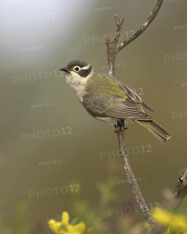 Brown-headed Honeyeater (Melithreptus brevirostris), New South Wales, Australia