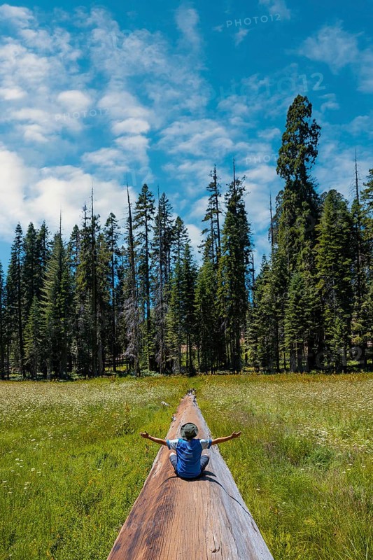 A young man sitting in a fallen tree where you can see A green field with many sequoias in the background in Sequoia National Park, California. United States