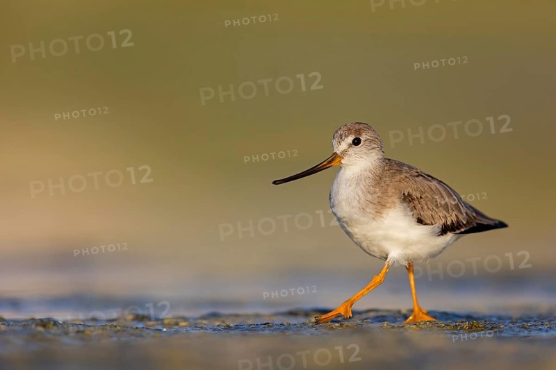 Terek sandpiper, (Xenus cinereus), animal, animals, bird, birds, snipe family, snipe, biotope, habitat, foraging Salalah, Raysut, Sohar, Oman