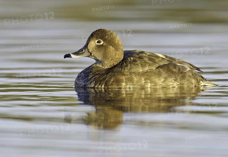 Redhead (Aythya americana) female, Arizona, USA