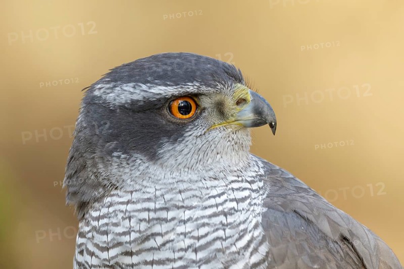 Northern goshawk portret with orange eyes made at the Utrechtse Heuvelrug in the Netherlands