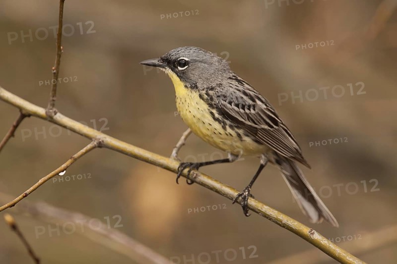 Kirtland's Warbler (Setophaga kirtlandii) male, Michigan, USA