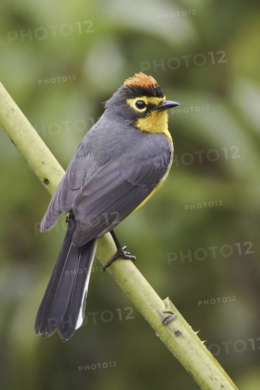 Spectacled Whitestart (Myioborus melanocephalus), Ecuador
