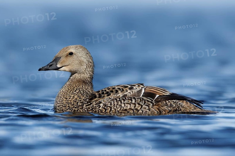 King Eider (Somateria spectabilis) female, Alaska, USA