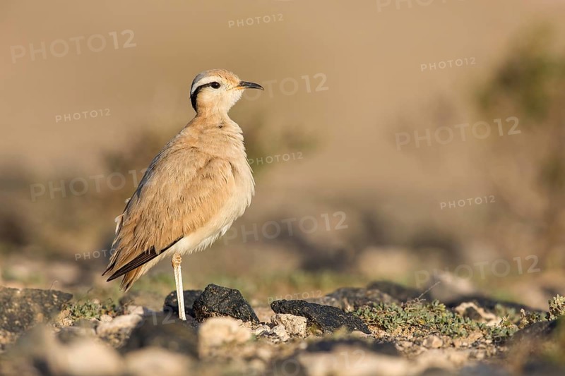 Cream-colored Courser (Cursorius cursor) perched on the ground, Fuerteventura, Spain