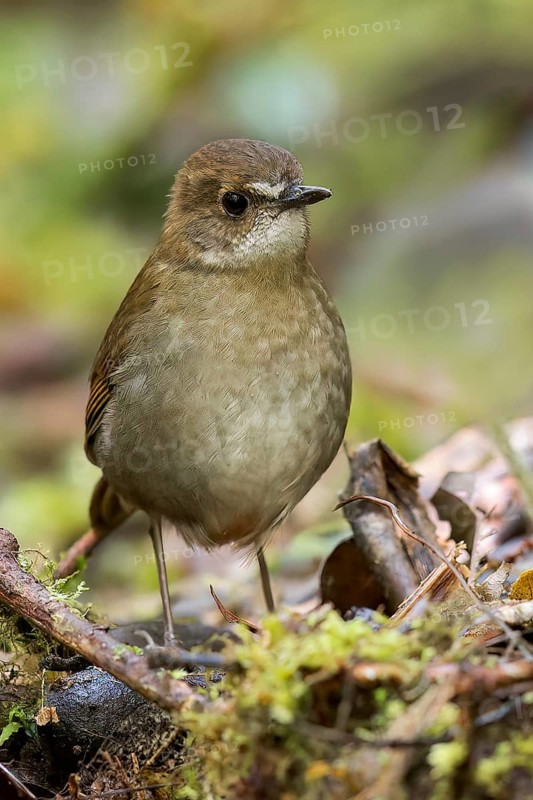 Lesser Ground Robin (Amalocichla incerta) perched on a branch in Papua New Guinea